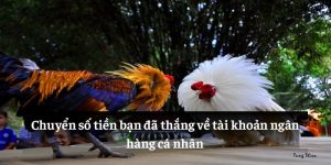 Chuyển số tiền bạn đã thắng về tài khoản ngân hàng cá nhân