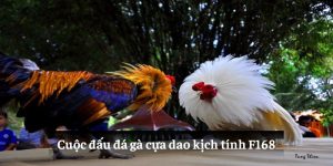 Cuộc đấu đá gà cựa dao kịch tính F168