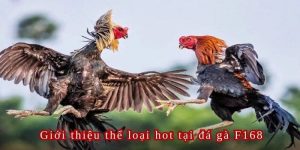 Có những hình thức cược Gà Đá nào hot?