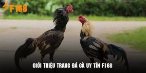 Vài nét cơ bản giới thiệu sảnh Đá Gà F168