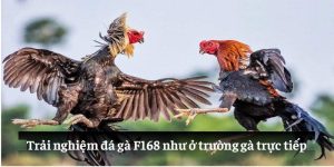 Trải nghiệm đá gà F168 như ở trường gà trực tiếp