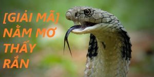 Ý nghĩa mơ thấy rắn